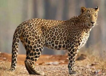 जळगावमधील थरारक घटना..! शेतकऱ्यावर बिबट्याचा अचानक हल्‍ला; असा वाचविला जीव