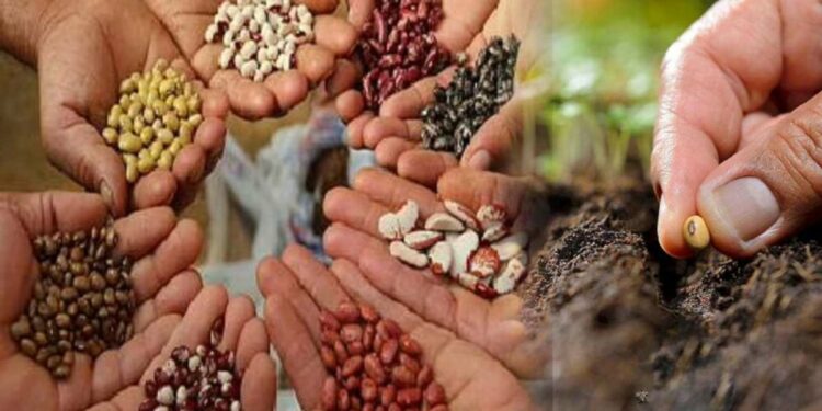 स्वदेशीच्या नकली वाणांपासून शेतकऱ्यांनी सावधानता बाळगावी