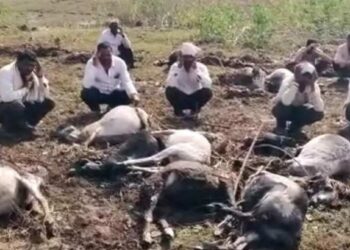 अवकाळीचा कहर ! जामनेरमध्ये पाचशेहून अधिक मेंढ्यांचा मृत्यू