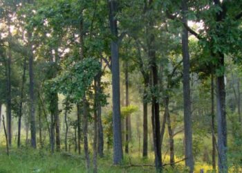 चॉकलेट देण्याच्या बहाण्याने निर्जनस्थळी घेऊन गेला अन्.. 81 वर्षीय व्यक्तीने 4 वर्षाच्या चिमुकलीसोबत..