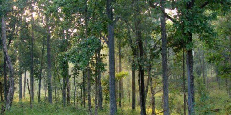 चॉकलेट देण्याच्या बहाण्याने निर्जनस्थळी घेऊन गेला अन्.. 81 वर्षीय व्यक्तीने 4 वर्षाच्या चिमुकलीसोबत..