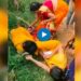 मुख्याध्यापक आणि शिक्षिकेचा तुफान हाणामारीचा VIDEO व्हायरल, वर्गातून थेट शेतात पोहोचल्या