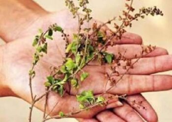 तुळशीशी संबंधित ‘या’ एका चुकीमुळे तुम्हाला आयुष्यभर गरिबीचा सामना करावा लागेल..