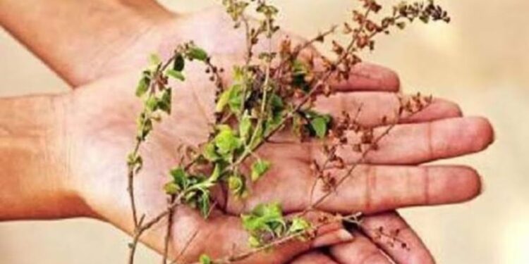तुळशीशी संबंधित ‘या’ एका चुकीमुळे तुम्हाला आयुष्यभर गरिबीचा सामना करावा लागेल..
