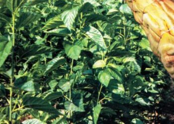 रोजगाराचा नवा मार्ग ; ‘हा’ व्यवसाय करा कमवा चांगले पैसे