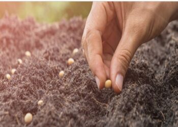 शेतकरी बांधवांनी पेरणीची घाई न करण्याचे कृषि विभागाचे आवाहन