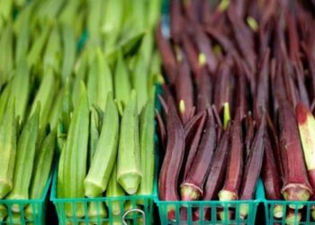 हिरव्या आणि लाल भेंडीमध्ये कोणती भाजी खाणे चांगले आहे? जाणून घ्या त्वरित..