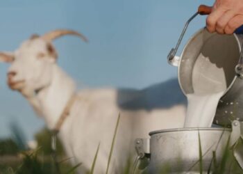 गाई-म्हशीपेक्षा शेळीचे दूध जास्त शक्तिशाली ; हे फायदे वाचून व्हाल चकित..