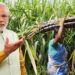 मोदी सरकारने घेतला ऊस उत्पादक शेतकऱ्यांसाठी मोठा निर्णय, वाचून व्हाल खुश..