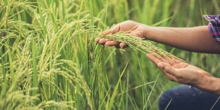 केंद्र सरकारची शेतकऱ्यांना मोठी भेट! खरीप पिकांच्या MPS मध्ये भरघोस वाढ करण्याची घोषणा
