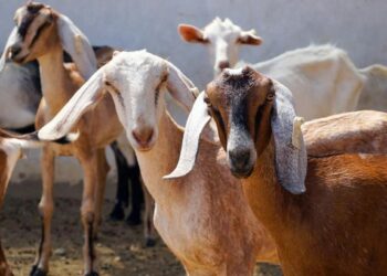 राज्यात मेंढी-शेळी पालनाकरिता अर्थसहाय्य योजना लवकरच सुरु होणार ; कोणाला मिळेल लाभ?