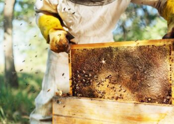 मधपाळ योजनेमध्ये सहभागी होण्यासाठी पात्रता काय असावी? जाणून घ्या