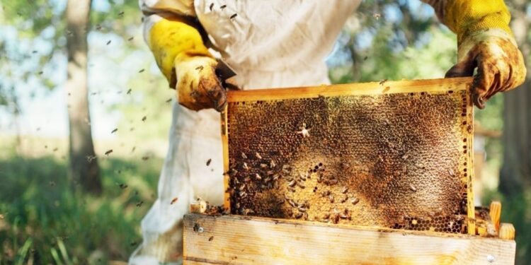 मधपाळ योजनेमध्ये सहभागी होण्यासाठी पात्रता काय असावी? जाणून घ्या