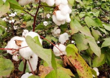 कापसावरील लाल्या रोगांवर योग्य व्यवस्थापन करण्याचा कृषी विभागाचा सल्ला