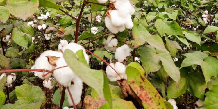 कापसावरील लाल्या रोगांवर योग्य व्यवस्थापन करण्याचा कृषी विभागाचा सल्ला