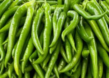 हिरव्या मिरचीचे इतके फायदे जाणून तुम्ही तिची तिखटपणा विसराल ; जाणून घ्या फायदे