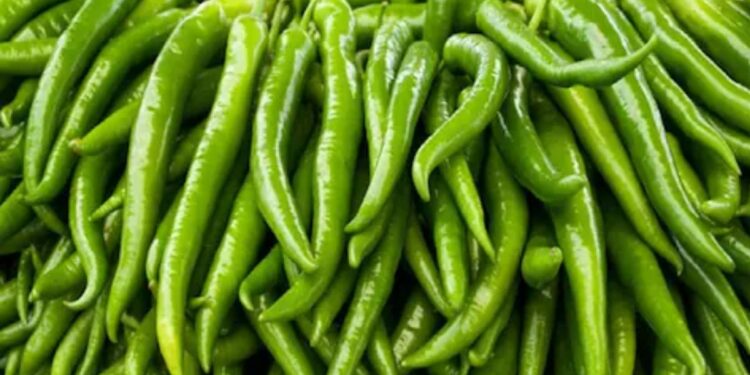 हिरव्या मिरचीचे इतके फायदे जाणून तुम्ही तिची तिखटपणा विसराल ; जाणून घ्या फायदे