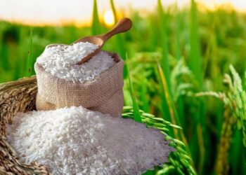 मोदी सरकारचा मोठा निर्णय! आता स्वस्तात मिळणार तांदूळ, निर्यातीबाबत घेतला हा निर्णय?