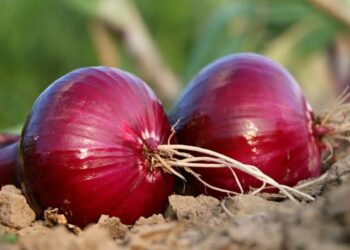 कांदा खरेदी बाबत शासनाचा ऐतिहासिक  निर्णय – मुख्यमंत्री एकनाथ शिंदे