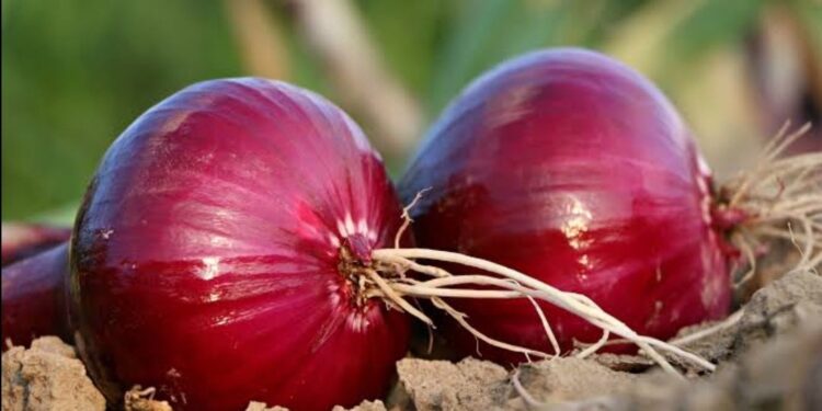 कांदा खरेदी बाबत शासनाचा ऐतिहासिक  निर्णय – मुख्यमंत्री एकनाथ शिंदे