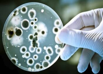 जळगाव जिल्ह्यात आढळला ‘लेप्टोस्पायरोसिस’ आजाराचा रुग्ण