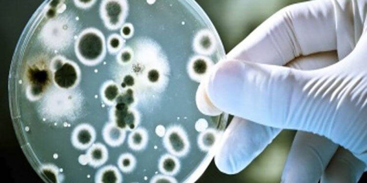 जळगाव जिल्ह्यात आढळला ‘लेप्टोस्पायरोसिस’ आजाराचा रुग्ण