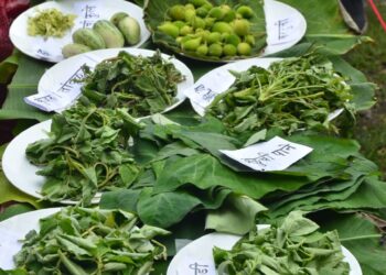 ‘या’ रानभाज्यांमध्ये आढळतात औषधी गुणधर्म…