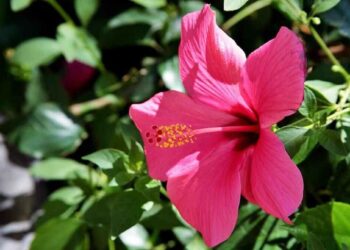 या फुलामध्ये काही तासांत गरिबी दूर करण्याची ताकद ; योग्य दिशेने लावल्यास होतो धनलाभ 