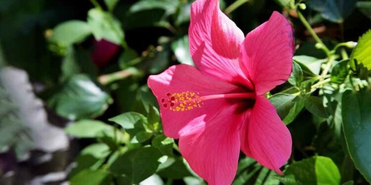 या फुलामध्ये काही तासांत गरिबी दूर करण्याची ताकद ; योग्य दिशेने लावल्यास होतो धनलाभ