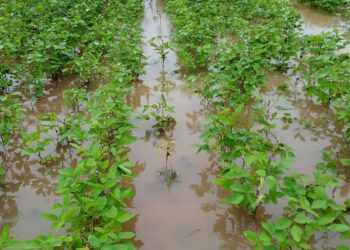 जामनेर तालुक्यात ढगफुटी ; या गावांना बसला फटका : जीवितहानी, पिकांचे प्रचंड नुकसान