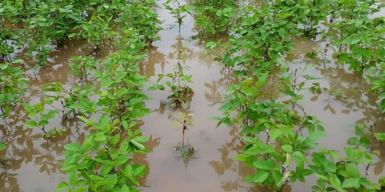 जामनेर तालुक्यात ढगफुटी ; या गावांना बसला फटका : जीवितहानी, पिकांचे प्रचंड नुकसान