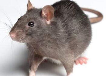 ६ महिन्याच्या बाळाला उंदराने ५० ठिकाणी कुरतडलं ; आई वडील होते गाढ झोपेत