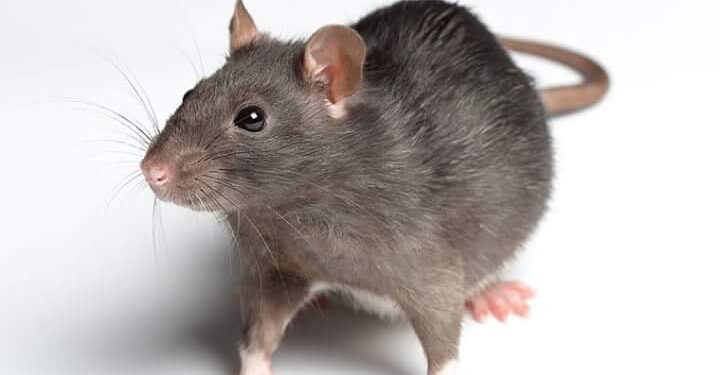 ६ महिन्याच्या बाळाला उंदराने ५० ठिकाणी कुरतडलं ; आई वडील होते गाढ झोपेत