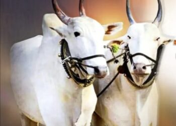 ‘या’ कारणास्तव बैल पोळा गोठ्यातच साजरा करण्याचे शासनाचे आवाहन