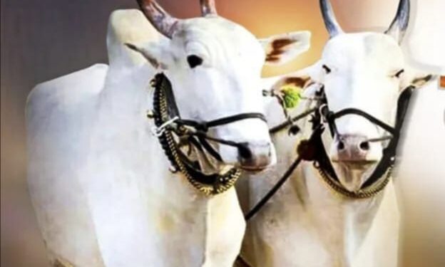 ‘या’ कारणास्तव बैल पोळा गोठ्यातच साजरा करण्याचे शासनाचे आवाहन