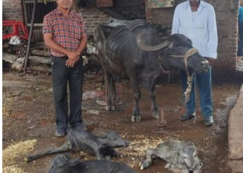 अहो आश्चर्य… म्हशीने दिला तिळयांना जन्म !