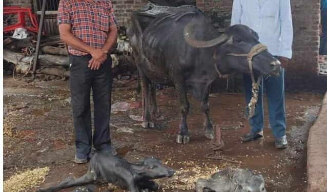 अहो आश्चर्य… म्हशीने दिला तिळयांना जन्म !