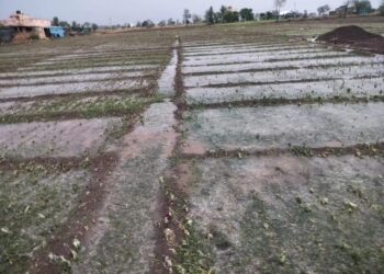 आता शेती खरेदी करा मोफत ; शासन देतंय १०० टक्के अनुदान ; नियम व अटी शर्ती जाणून घ्या