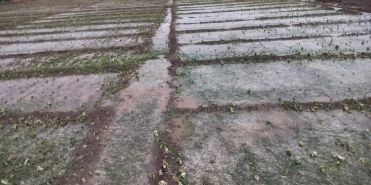 आता शेती खरेदी करा मोफत ; शासन देतंय १०० टक्के अनुदान ; नियम व अटी शर्ती जाणून घ्या