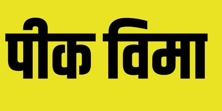 आंबा, काजू, संत्रा फळपिकांसह ज्वारीचा पीकविमा ४ व ५ डिसेंबर रोजी भरता येणार