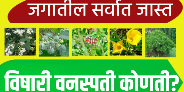 जगातील सर्वात जास्त विषारी वनस्पती कोणती?