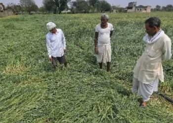 जळगाव जिल्ह्याला अवकाळीचा फटका; गहू-मका पिकांचे नुकसान