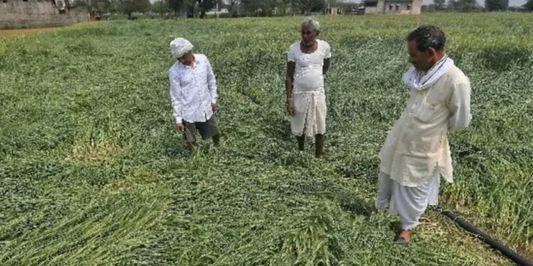 जळगाव जिल्ह्याला अवकाळीचा फटका; गहू-मका पिकांचे नुकसान