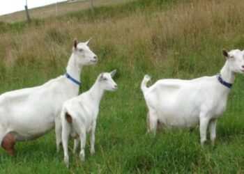 दुर्देवी! अंधारात खोल खड्ड्यात पडून ८० शेळ्या-मेंढ्या दगावल्या