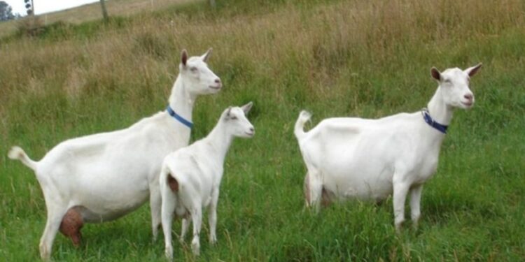 दुर्देवी! अंधारात खोल खड्ड्यात पडून ८० शेळ्या-मेंढ्या दगावल्या