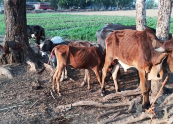 वरखेडी लगतच्या अवैद्य कत्तलखान्यातून ‘गो’ रक्षकांनी केली १२ गायींची सुटका