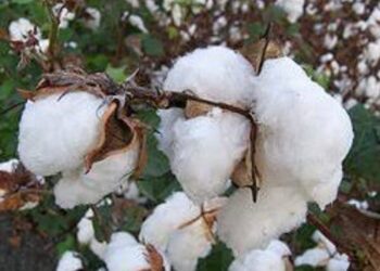 शेतकऱ्यांसाठी महत्वाची बातमी ;  कापुस बियाणे लागवडीसाठी पुरेसे बियाणे जिल्‍ह्यात उपलब्ध 