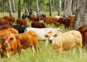 पशुधनाची उष्णलहरी पासून करा बचाव ; ‘या’ आहेत उपाययोजना