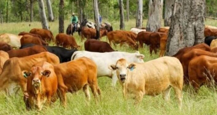 पशुधनाची उष्णलहरी पासून करा बचाव ; ‘या’ आहेत उपाययोजना