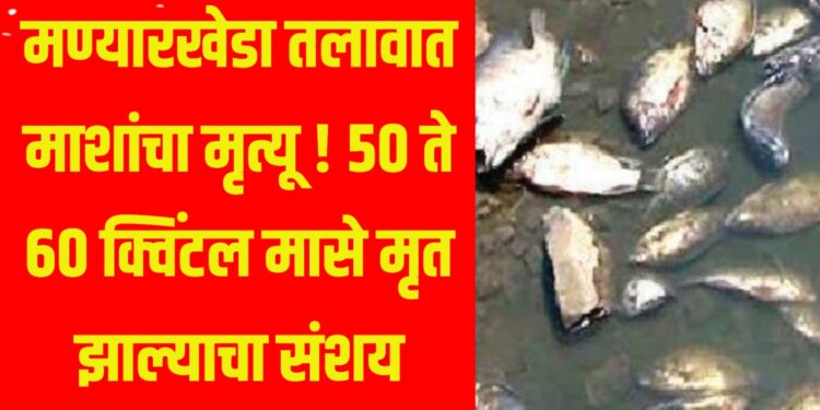मण्यारखेडा तलावात माशांचा मृत्यू ! ५० ते ६० क्विंटल मासे मृत झाल्याचा संशय